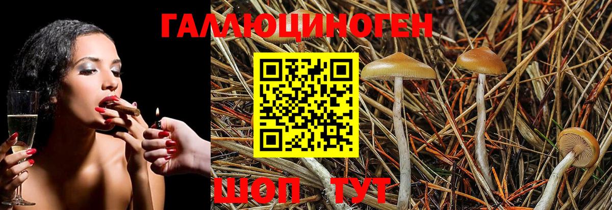 Псилоцибиновые грибы Psilocybine cubensis Карачаевск